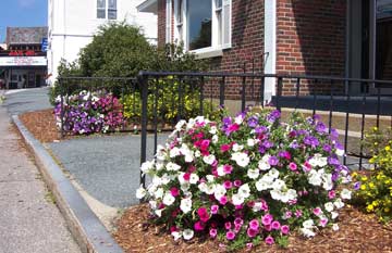 flowers at the ct river bank