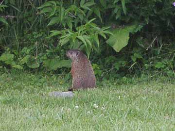 ground hog